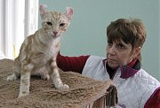 Американский керл Илья-Иллинойс