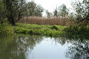 Дельта Днестра: вода не выходит из русла реки