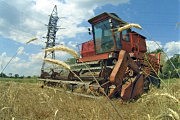  Чем же это поле будет засеяно в следующем году?