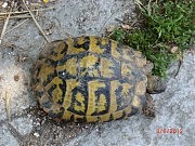 Черепахи — в самых неожиданных местах