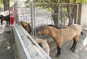 Иные юные посетители готовы просто влезть к животным