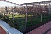 На территории предприятия разбит виноградник, демонстрирующий, какие сорта выращивают на полях компании «Шабо»