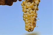 Вот она, волшебная гроздь, которая подарит Великое Вино