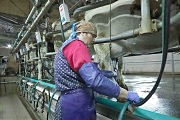 На мини-ферме «Эколандия» идет дойка